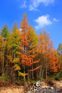摩纳哥主场击败里尔，守住争冠希望